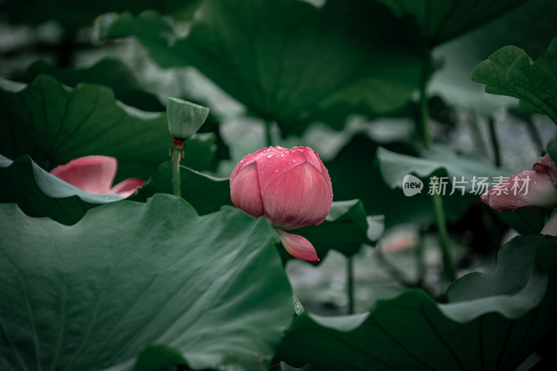 雨后荷花