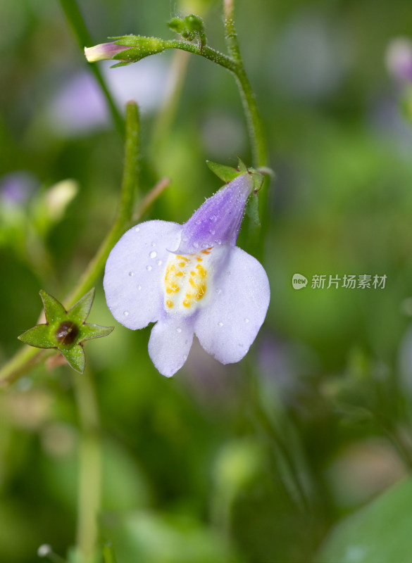 春天野外的通泉草开花