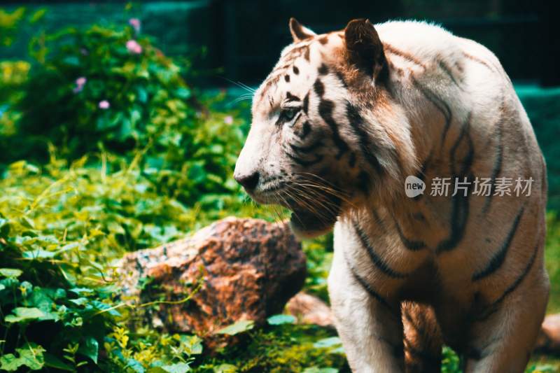 野生动物老虎食肉动物狩猎者