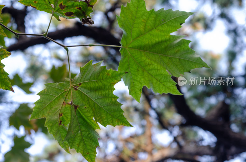 夏秋之间逐渐发黄干枯的梧桐树树叶