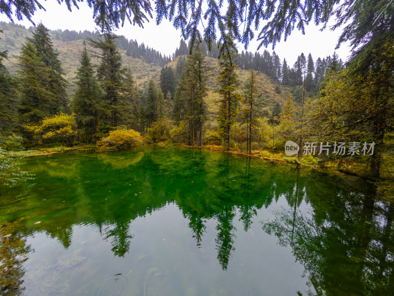 静谧的森林与湖景