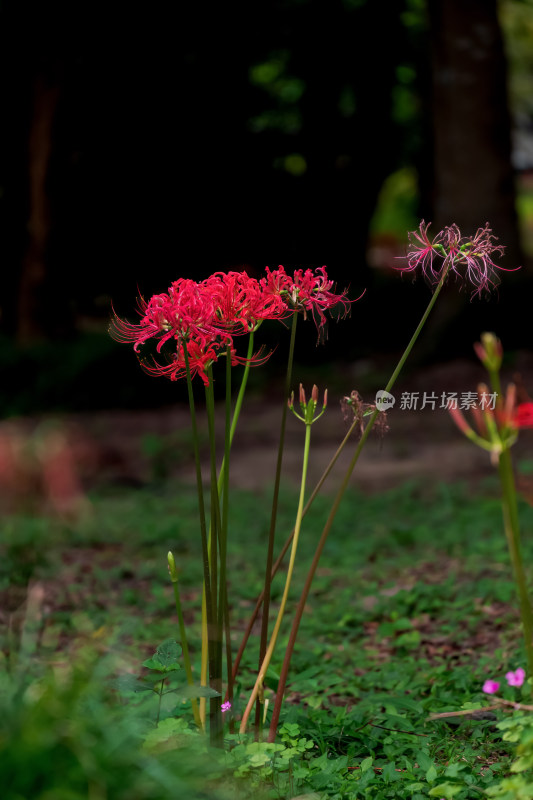 草丛中，盛开的彼岸花特写