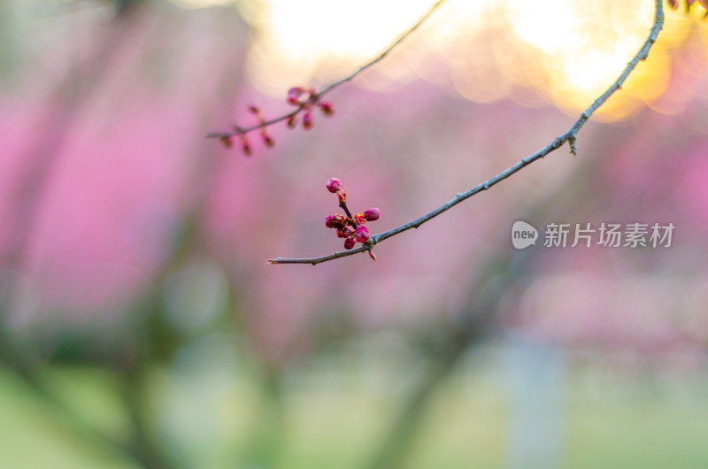 早春时节，夕阳下的梅花花骨朵