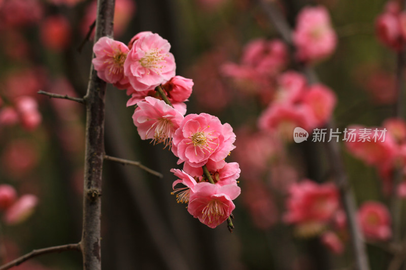 春天梅花盛开