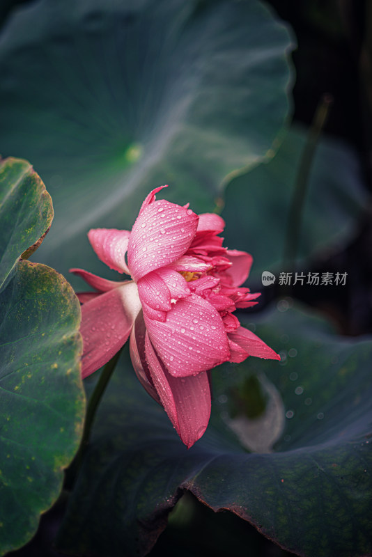 夏天雨后的荷花挂满水珠