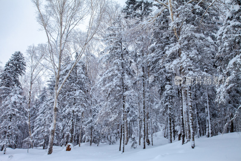 黑龙江 双峰林场 雪乡