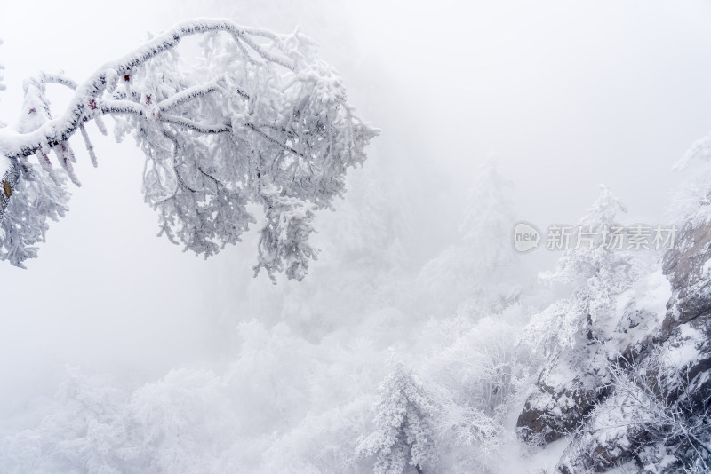 冬季大雪树木雾凇雪挂