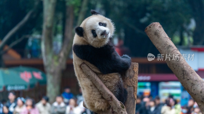 爬树的大熊猫