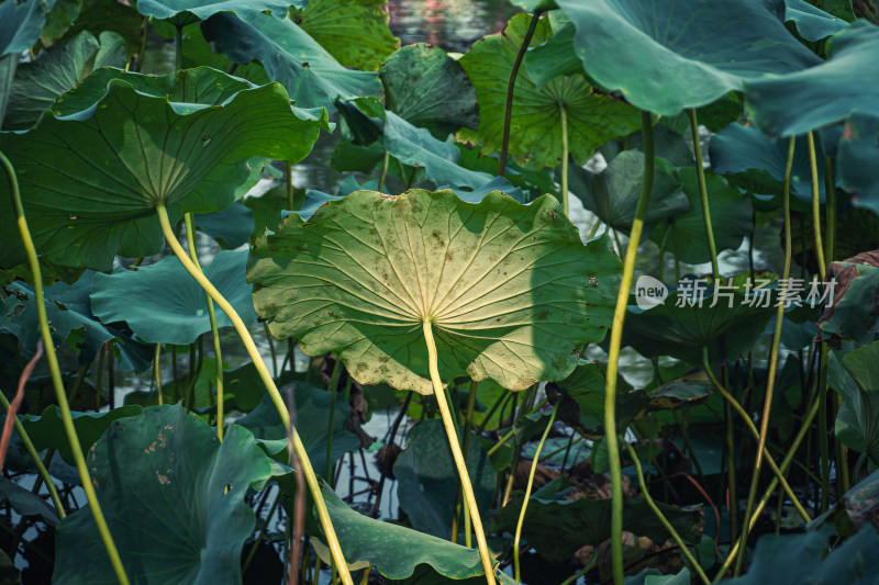 夏天池塘里的荷叶