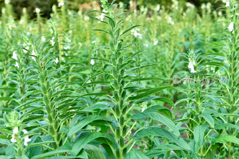 生长中的芝麻芝麻田