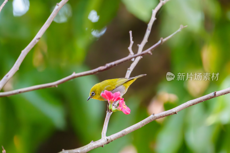 吃花蜜的灰腹绣眼鸟