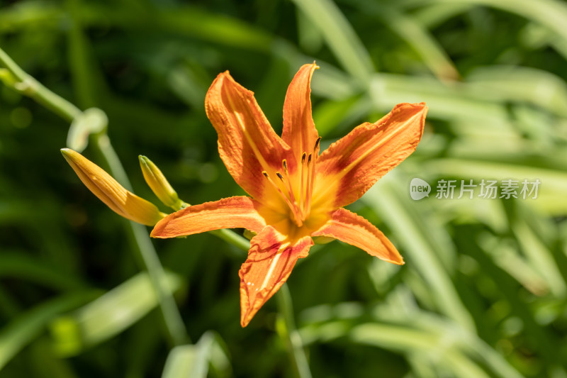 黄花菜 黄花