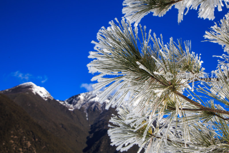 中国西藏地区冬季雾凇及雪绒花