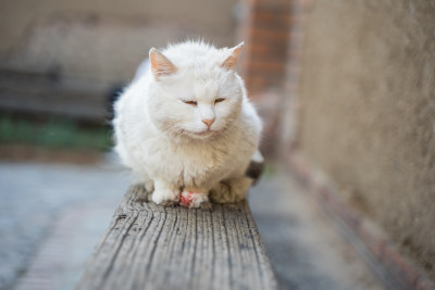 受伤流血的猫在椅子上休息安逸