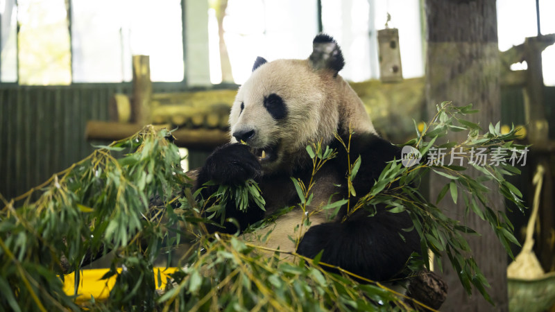 熊猫正在进食竹叶的可爱模样