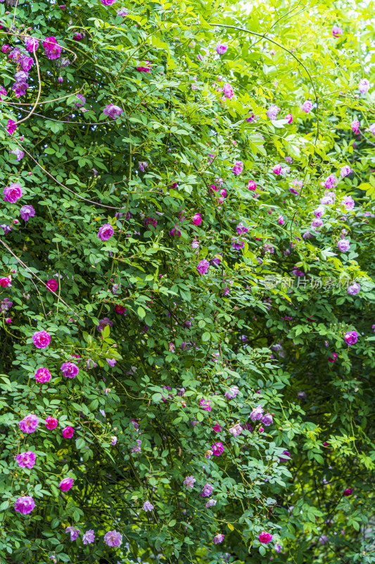 春天，苏州园林艺圃，粉色的蔷薇花开