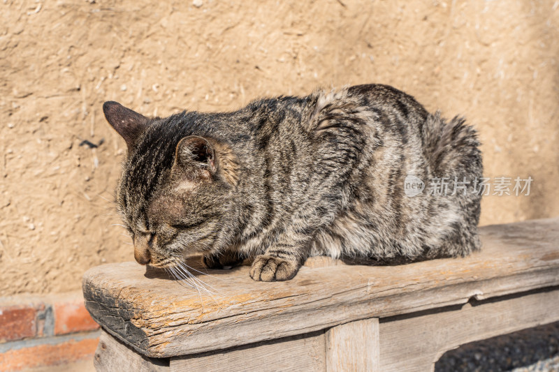 病猫老猫趴在外面晒太阳生病的猫