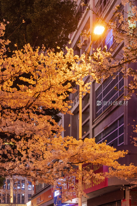 湖南常德府坪街春季樱花街道夜景