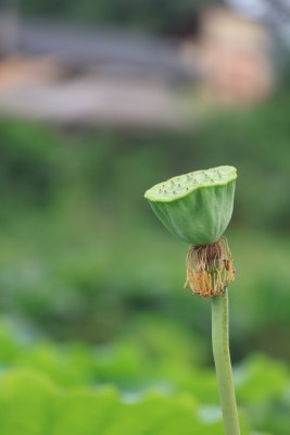 花谢现莲蓬