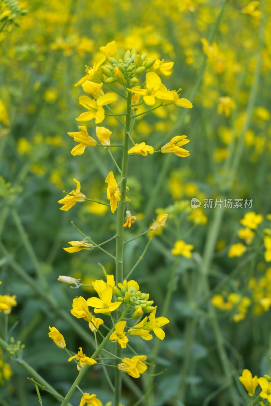 大片盛开的油菜花田景象和油菜花特写