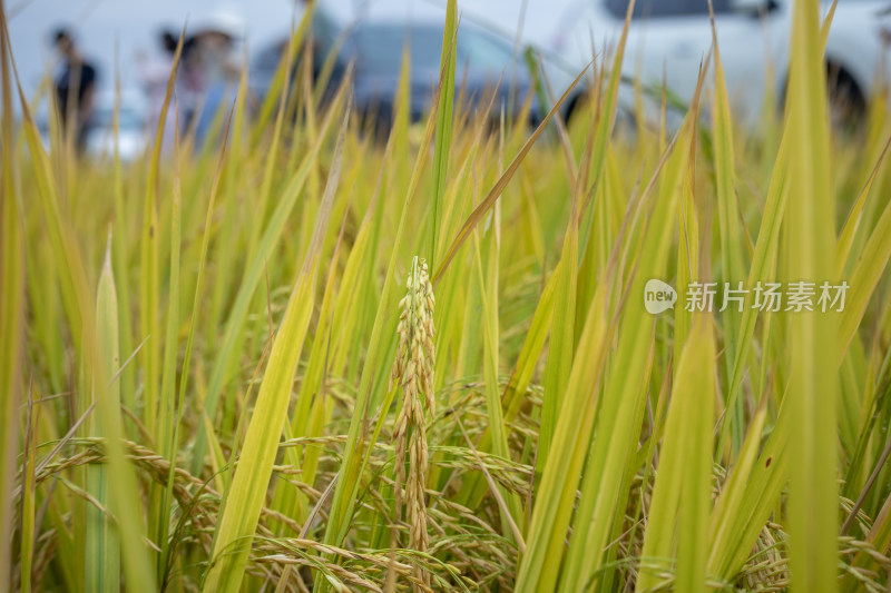 风吹稻香，秋季丰收时节农村里金黄的稻田