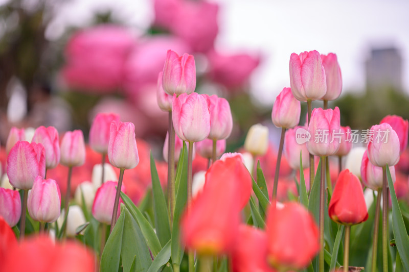 郁金香花海