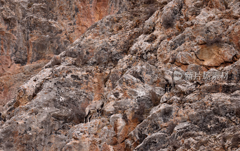 可可西里野生动物高原岩羊藏羚羊