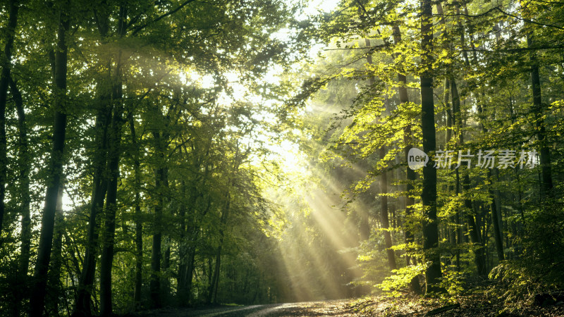 森林中的自然阳光光线