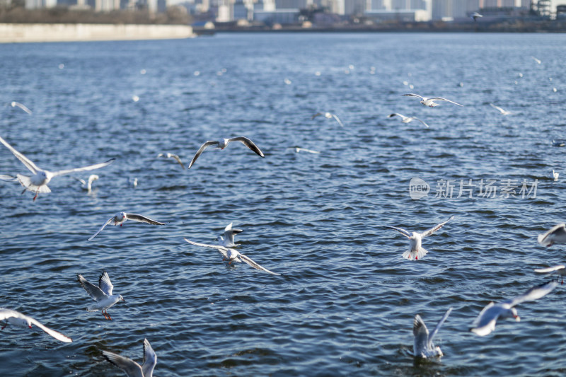 西伯利亚海鸥迁徙自然风光