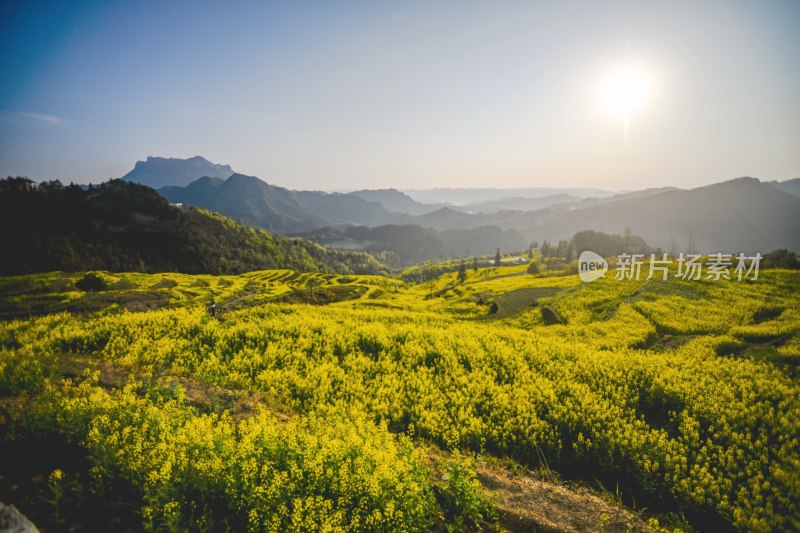 重庆酉阳：三月花海千氹田