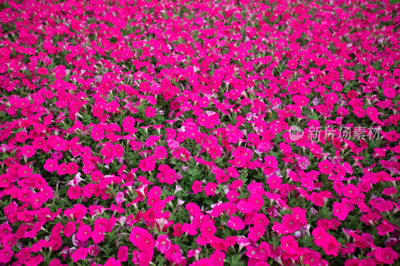 盆景绿化鲜花背景