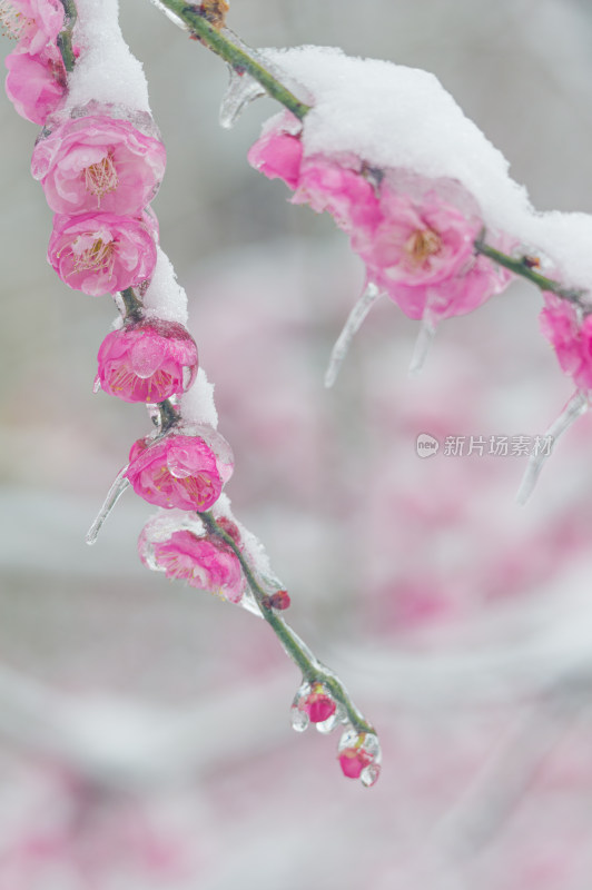 武汉东湖梅园雪中梅花盛开