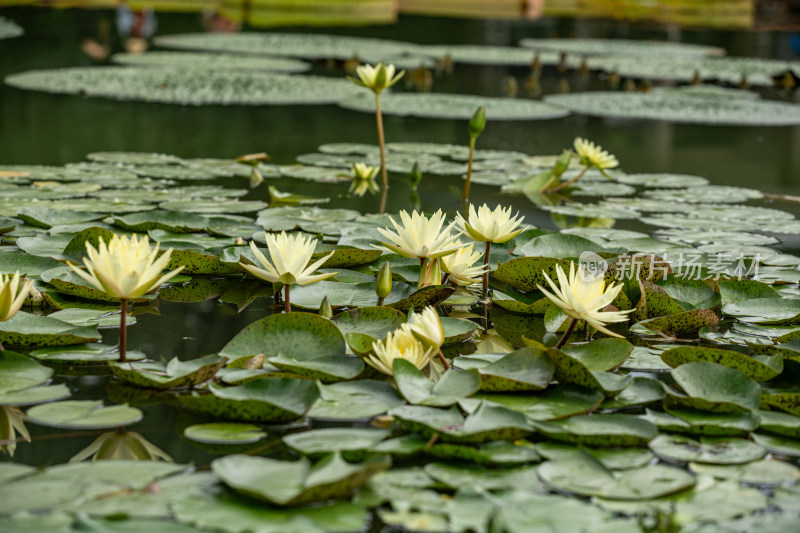 植物园睡莲特写