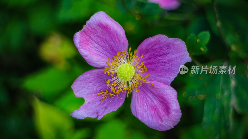 打破碗花花