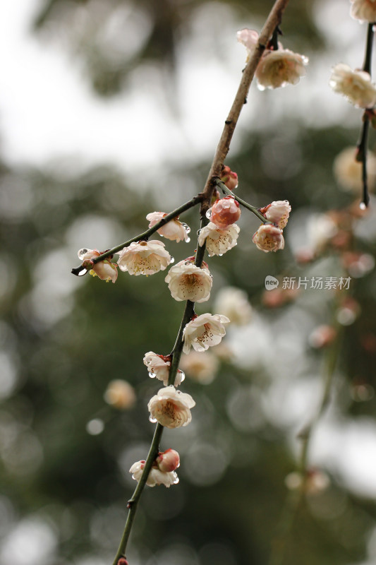 春天白色梅花盛开