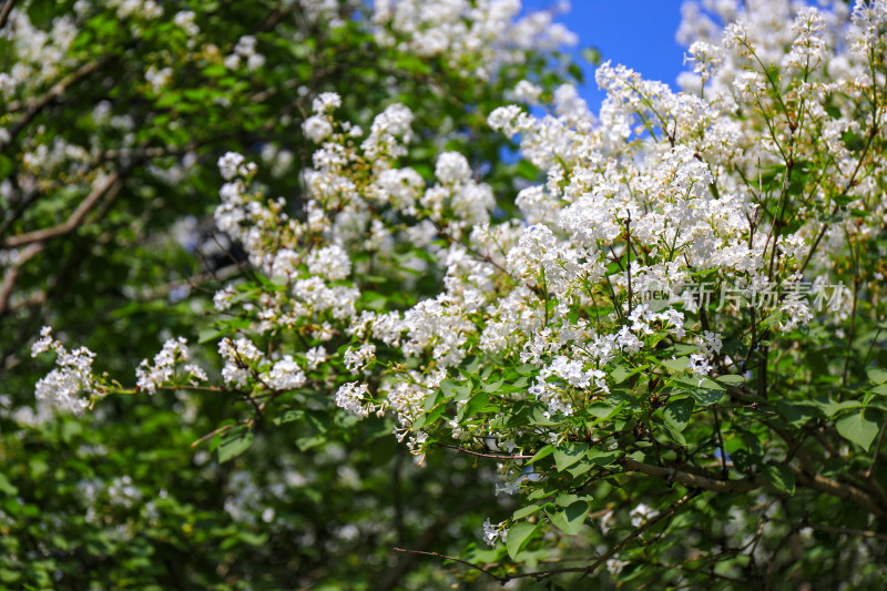 白色丁香花