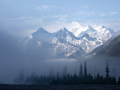 新疆伊犁，早晨晨雾中的森林雪山自然风景