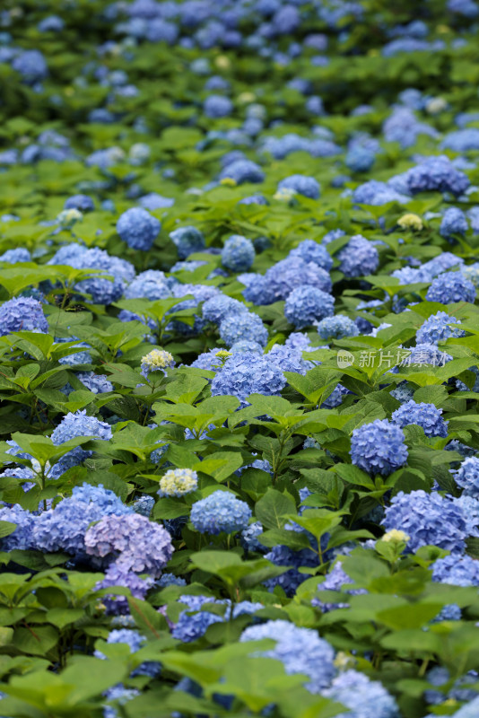 夏天的绣球花花海