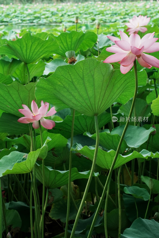 北京圆明园荷花