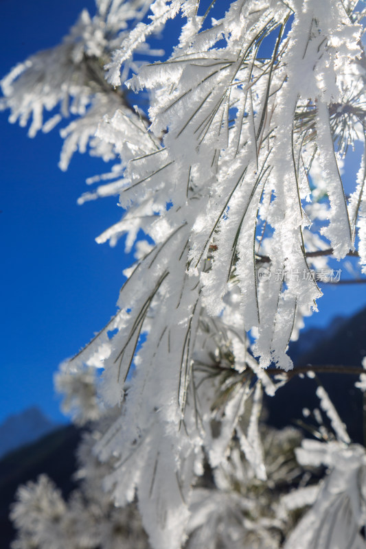 中国西藏地区冬季雾凇及雪绒花