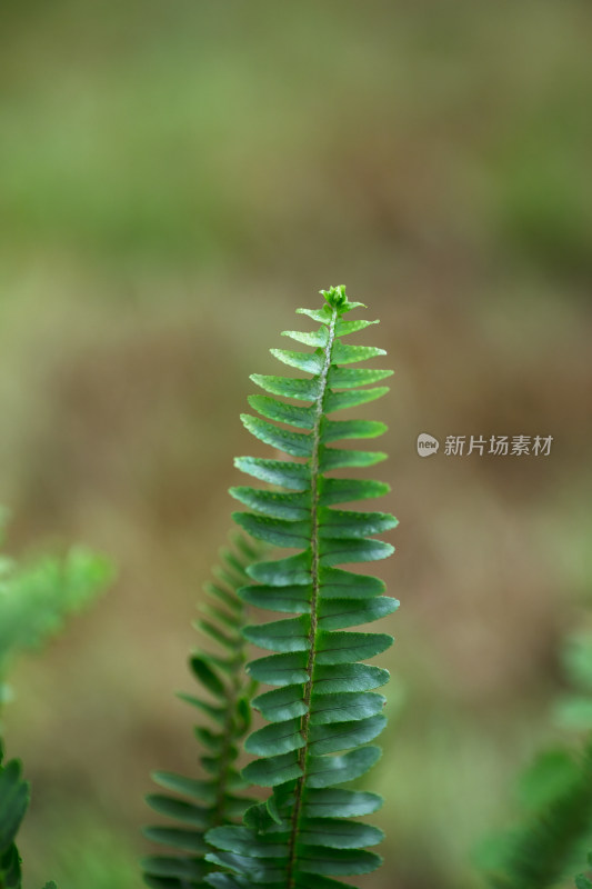 生长的肾厥植物