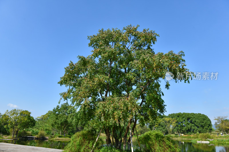 蓝天白云绿树绿草地