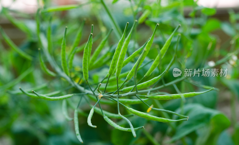 绿色油菜花豆荚植物特写