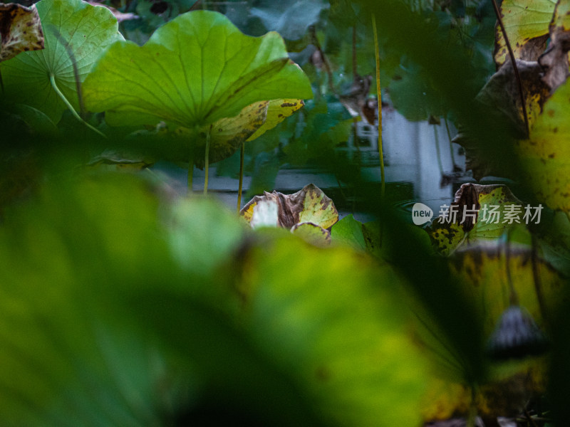 池塘里的荷花荷叶