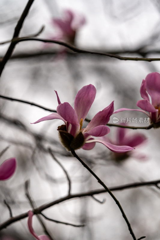 盛开的玉兰花特写