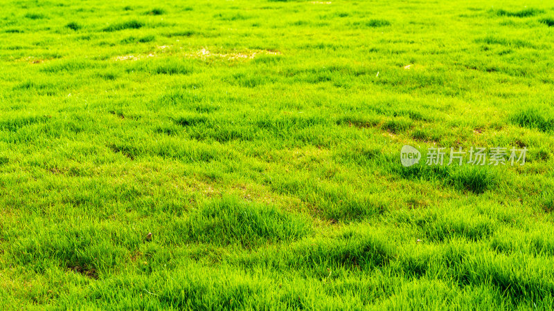 春天北京公园里茂盛生长的草坪