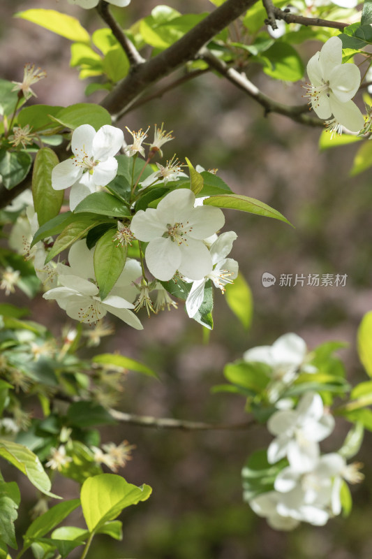 白色海棠花春天开花花朵花瓣植物特写