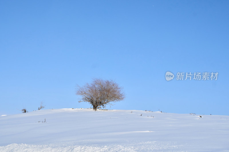 雪地上的孤树与蓝天