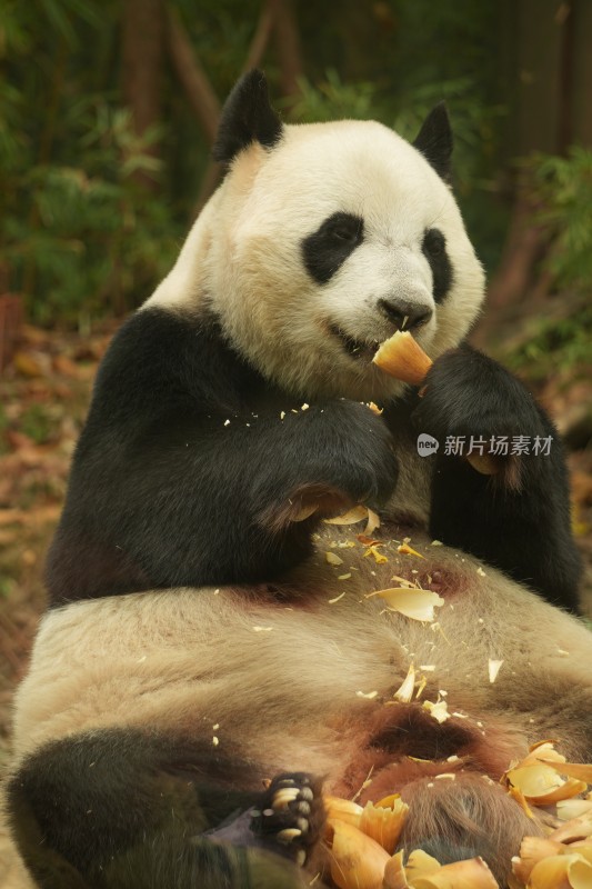 大熊猫萌萌吃竹子的可爱模样