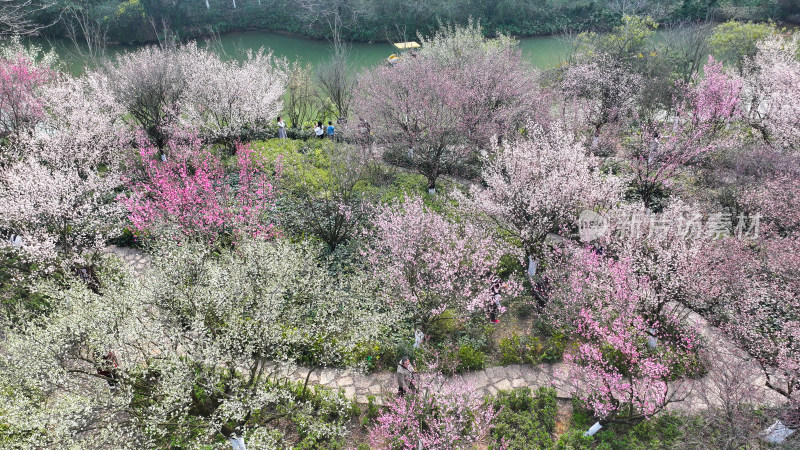 盛开的梅花  大美自然风景